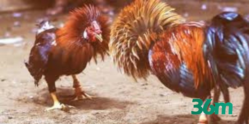 Thời gian hoạt động của đá gà 36m